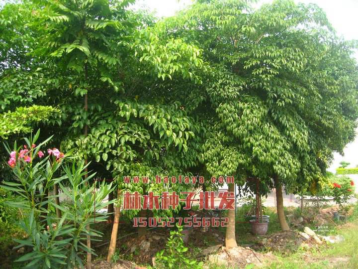 幌傘楓種植技術(shù)