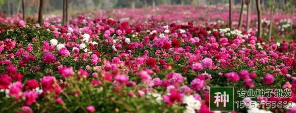 牡丹和芍藥種植有何技巧？