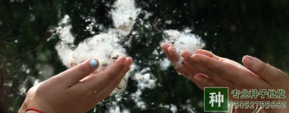 楊、柳飛絮問題能徹底解決嗎?