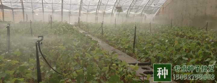 全光照噴霧扦插育苗技術(shù)