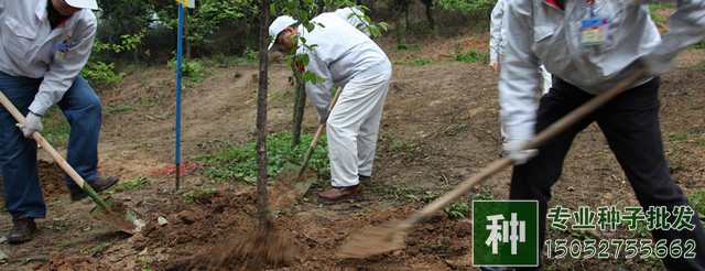 什么季節(jié)最適宜植樹？