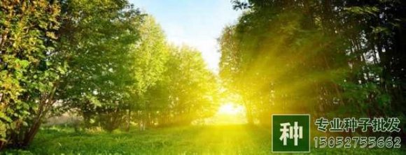 選擇苗木有哪些講究？