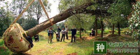 苗木運輸應(yīng)注意什么？