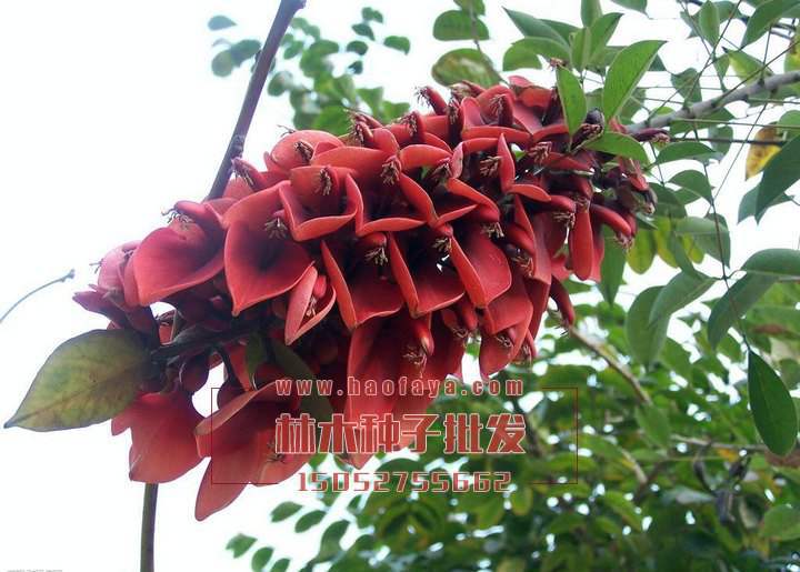 雞冠刺桐種植技術