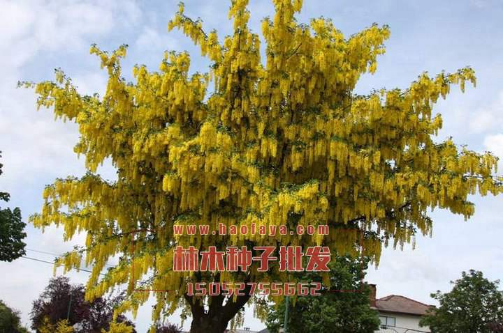 蘇格蘭金鏈樹種子批發(fā)