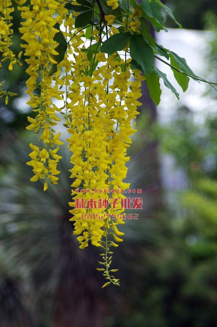 金鏈樹種植技術(shù)