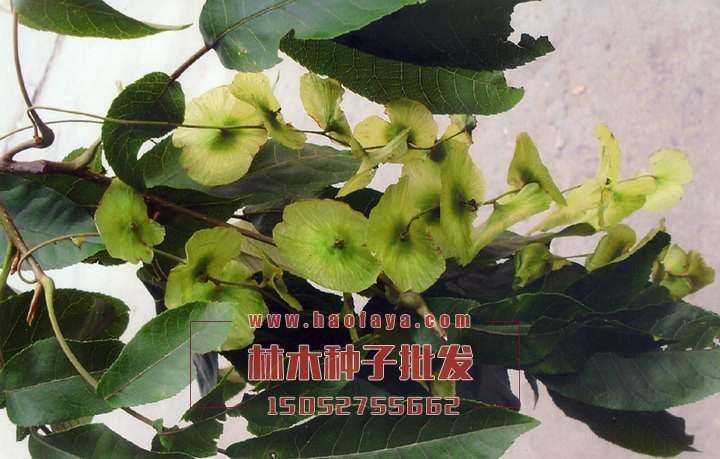 金錢柳種子銷售價格