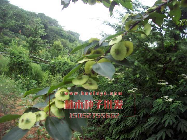 青錢柳栽培技術(shù)