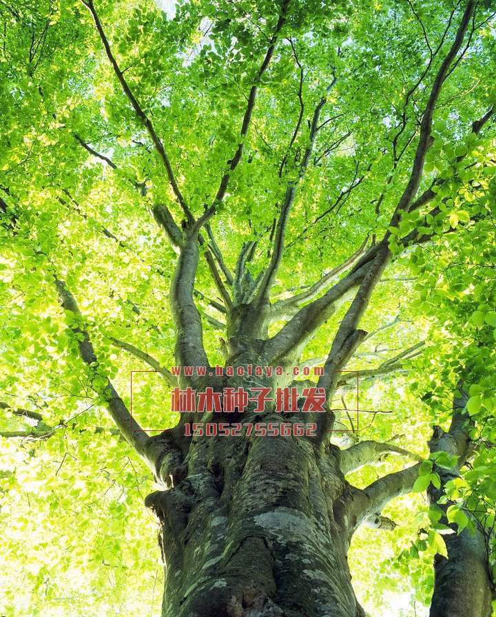 櫸樹種子銷售價(jià)格