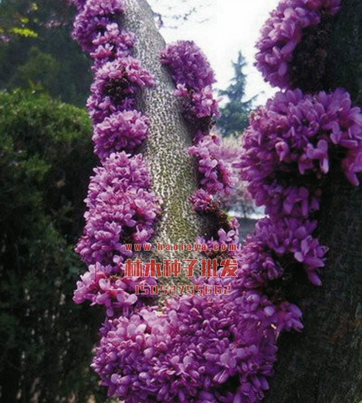 巨紫荊種植技術(shù)