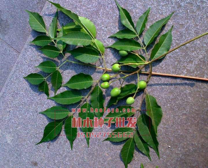 苦楝樹種子批發(fā)價(jià)格