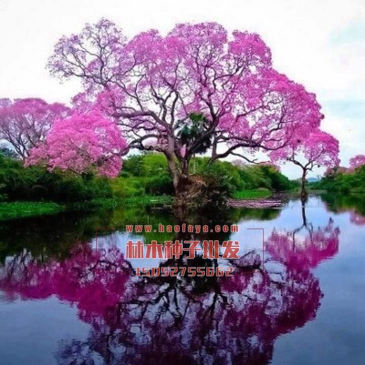 藍(lán)花楹非常的美觀