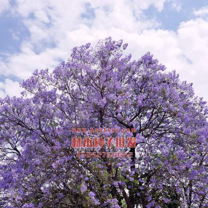 藍(lán)花楹觀賞效果展示
