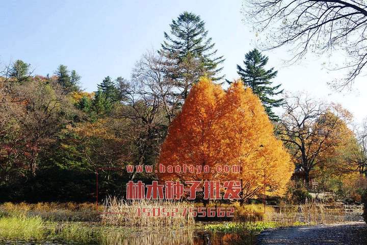 落葉松種子批發(fā)