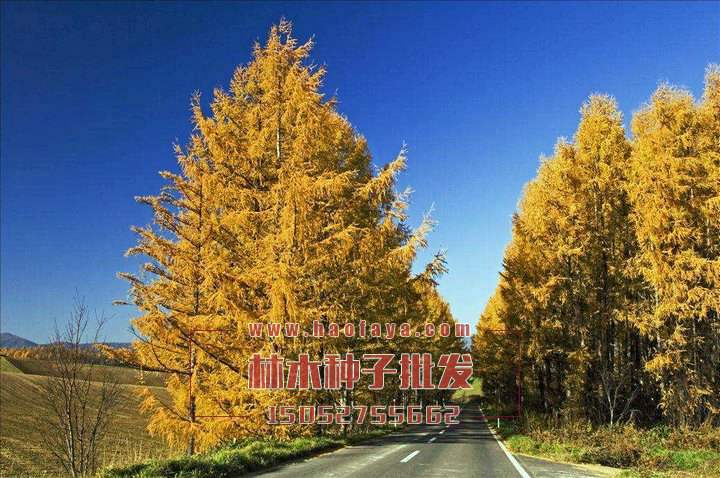 落葉松價值展示