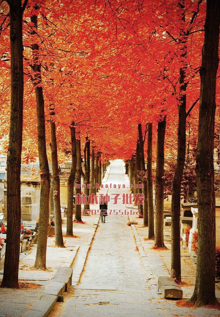 落羽杉種植技術