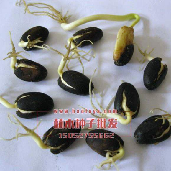 麻風(fēng)樹(shù)種子