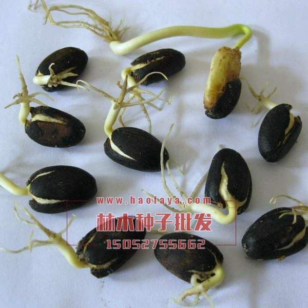 麻風(fēng)樹種子