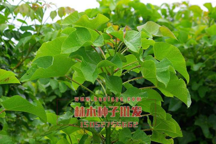 麻風(fēng)樹種子銷售價(jià)格