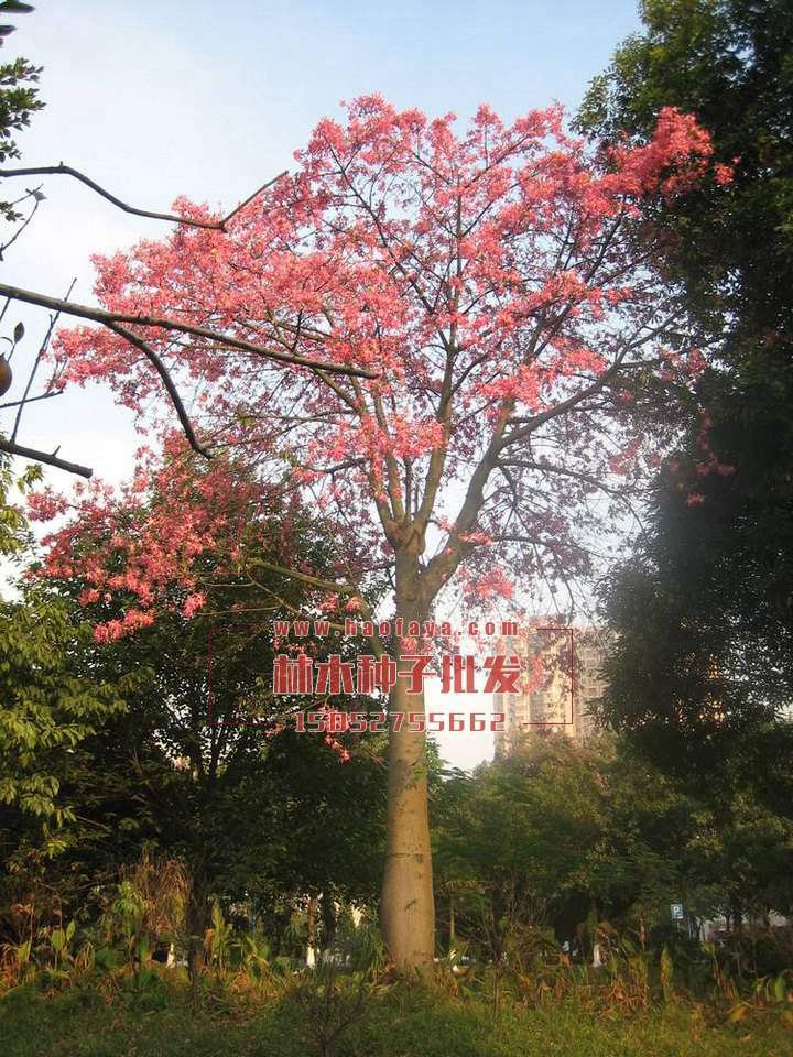 美麗異木棉種子批發(fā)