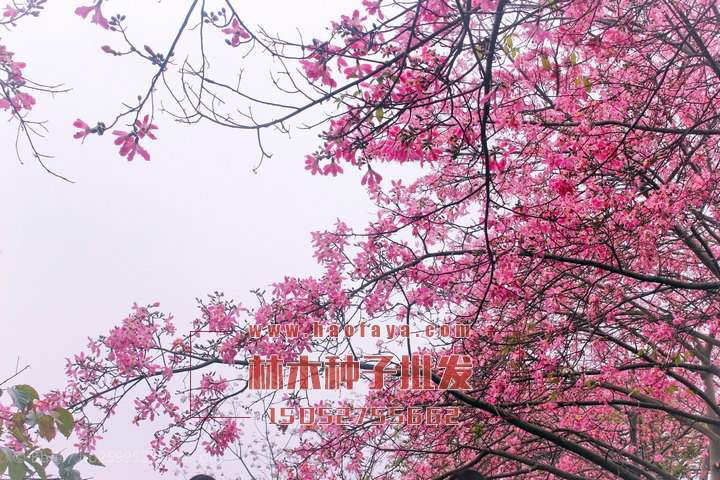 美麗異木棉種植技術(shù)