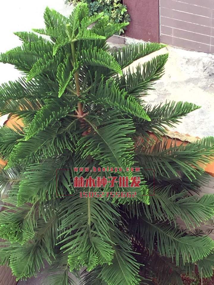 南洋杉種植技術(shù)