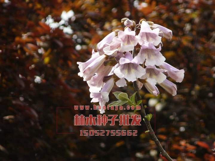 泡桐栽培技術(shù)