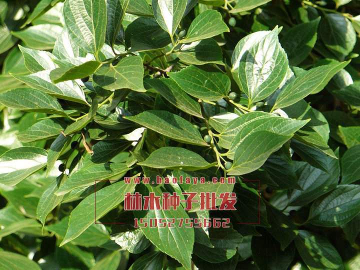 樸樹種植技術(shù)