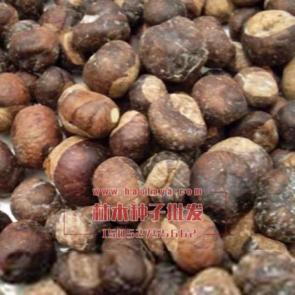 七葉樹(shù)種子