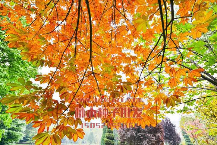 七葉樹種子銷售價(jià)格