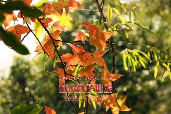 秋楓樹