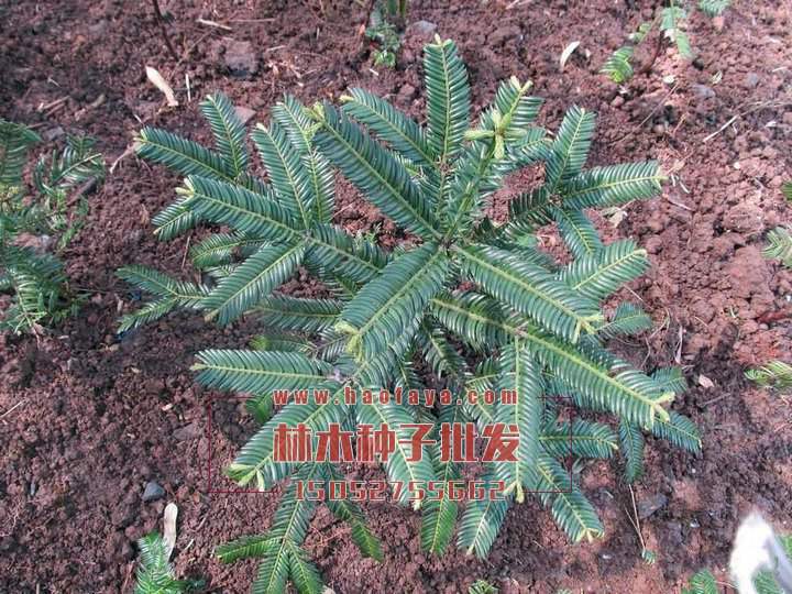 三尖杉栽培技術(shù)