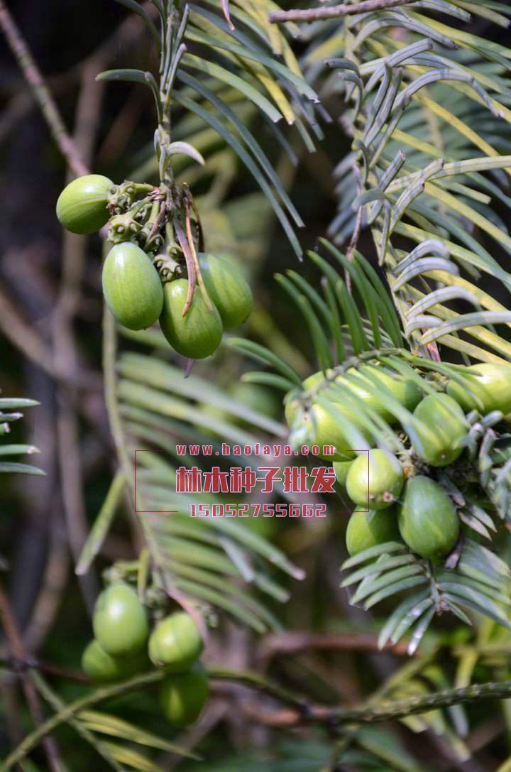 三尖杉種子銷售價(jià)格