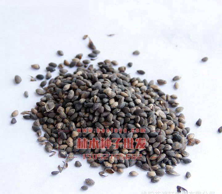 濕地松種子銷售價格