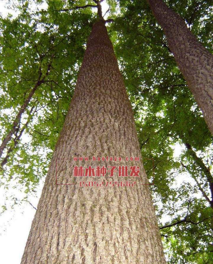 水曲柳種植技術(shù)