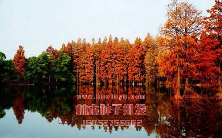 水杉觀賞價(jià)值很高的