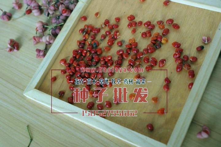 絲棉木種子銷售價格