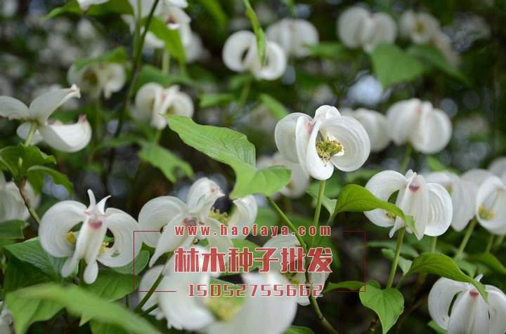 四照花種植栽培