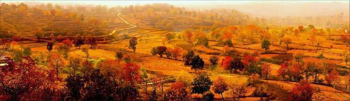 烏桕種植技術(shù)