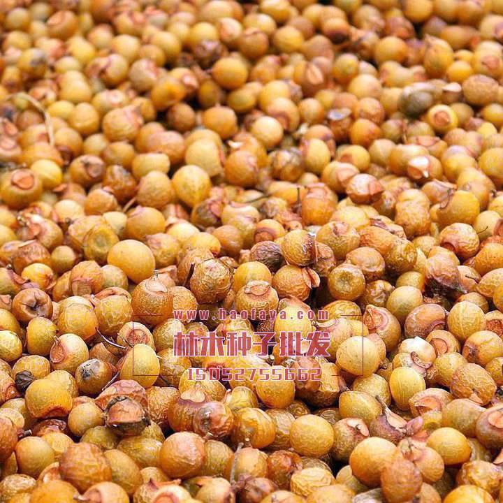 無(wú)患子沒(méi)有去殼種子