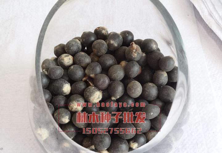 無(wú)患子種子批發(fā)