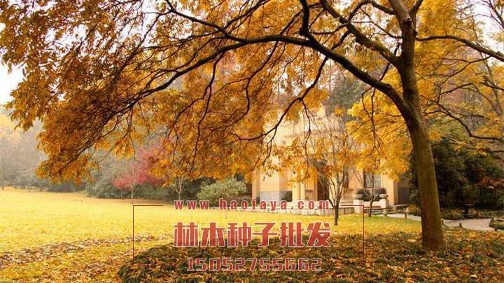 無(wú)患子實(shí)拍圖片