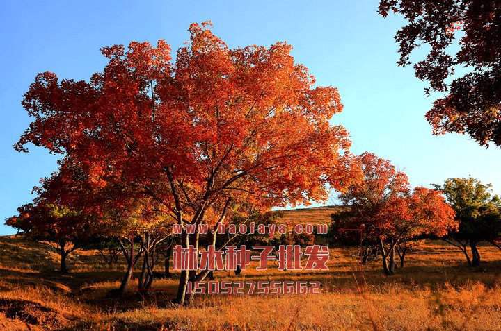 五角楓利用價(jià)值