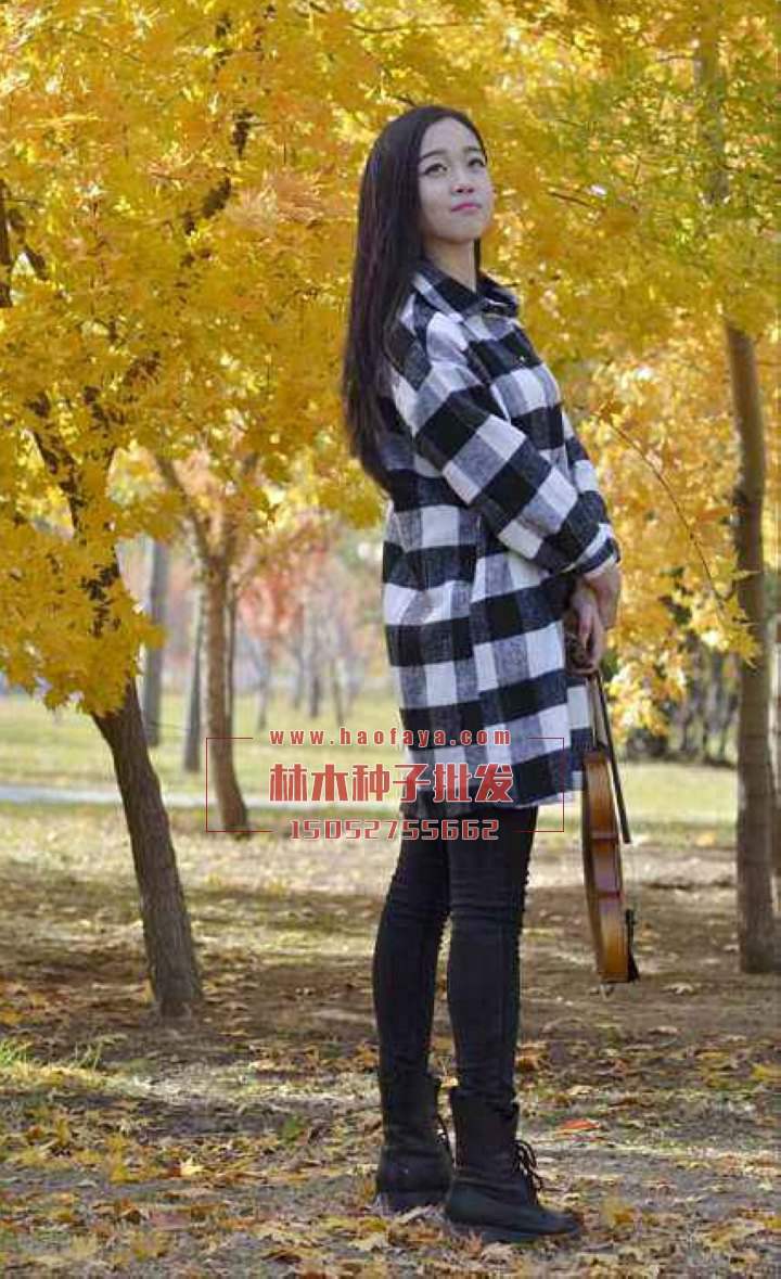 五角楓種植技術(shù)