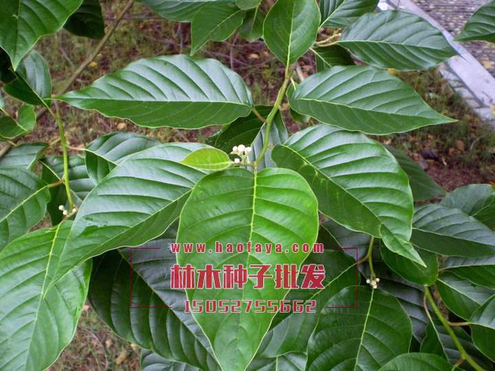 喜樹種子批發(fā)