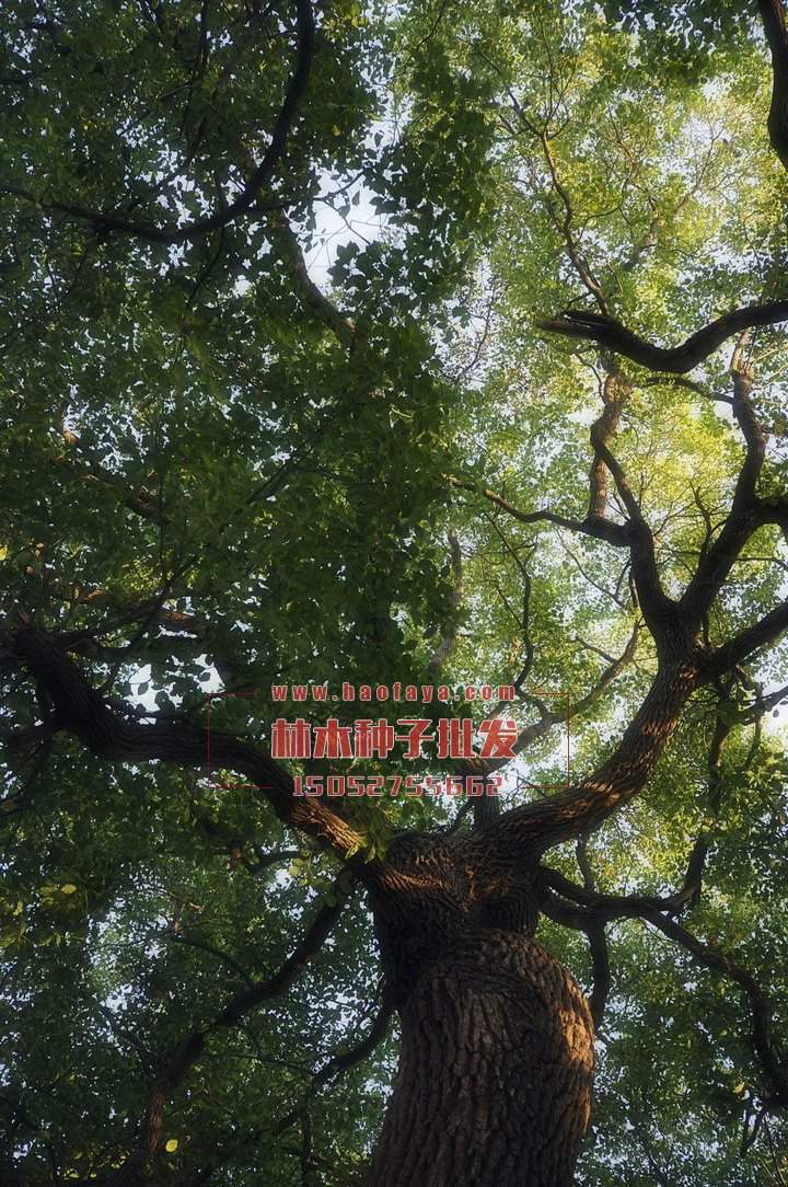 香樟種子銷售價格