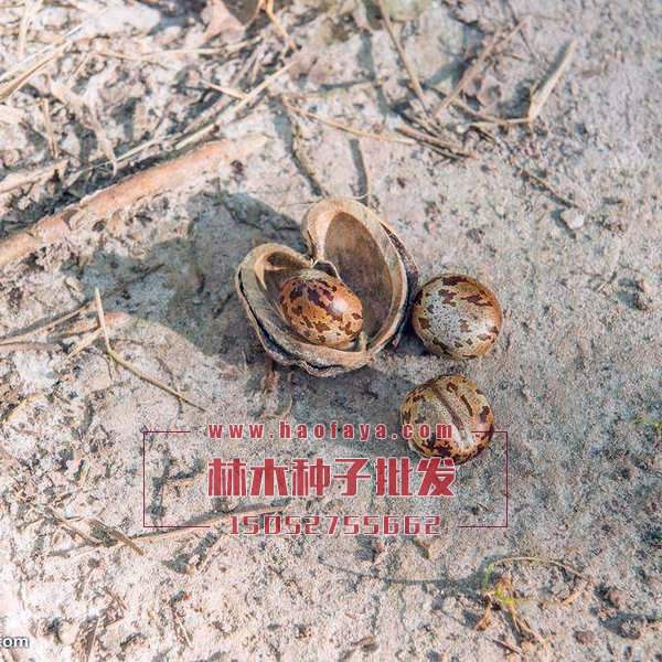 橡膠樹種子