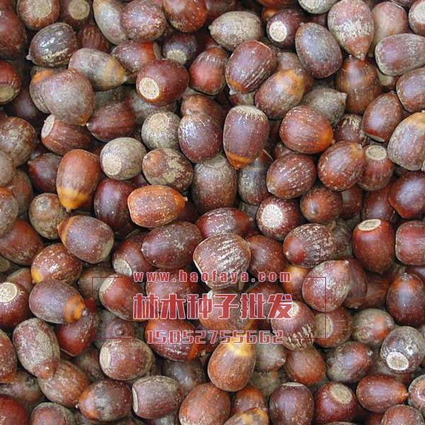 橡樹種子