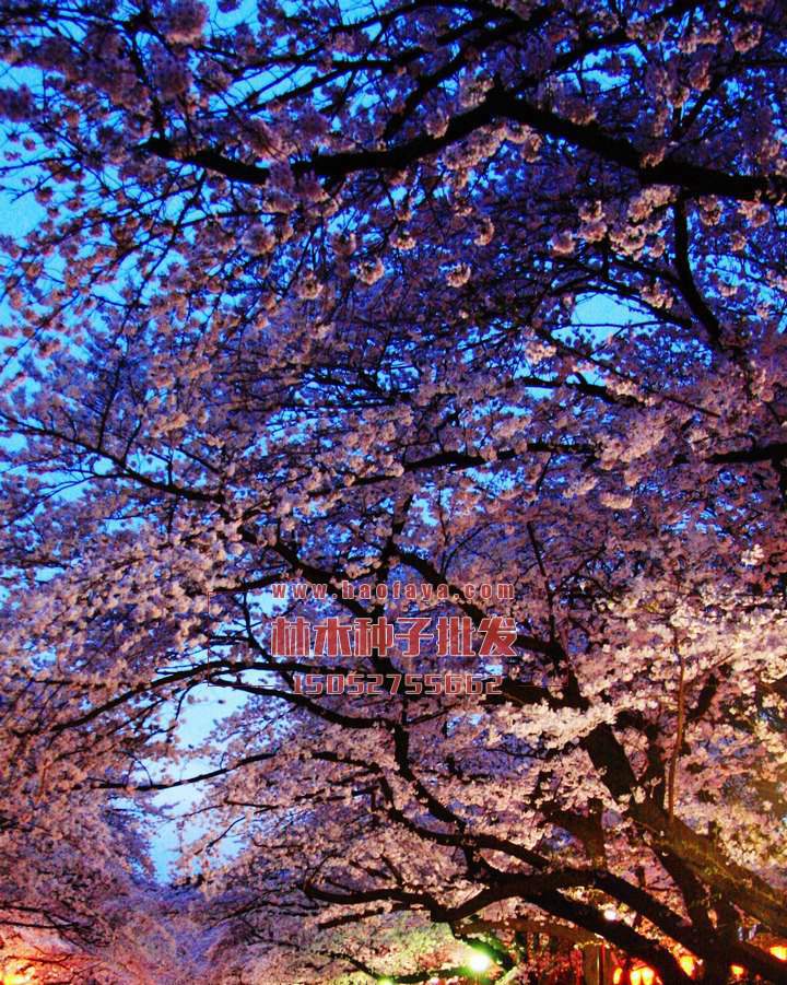 櫻花種子批發(fā)