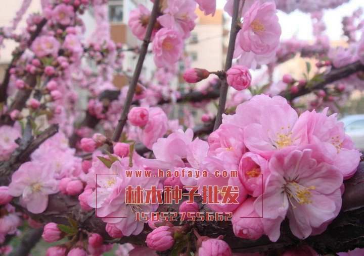 櫻花種子銷售價格